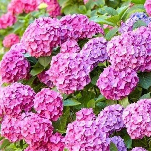 Kerti hortenzia - Hydrangea macrophylla 'Adria"