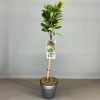 Törzses babérmeggy - Prunus laurocerasus "Bonaparte"