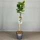 Törzses babérmeggy - Prunus laurocerasus "Bonaparte"