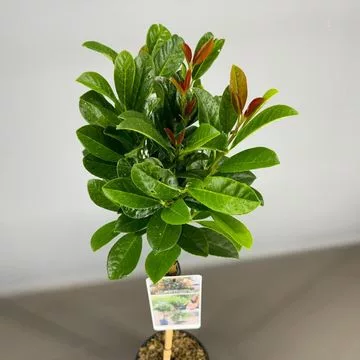 Törzses babérmeggy - Prunus laurocerasus "Bonaparte"