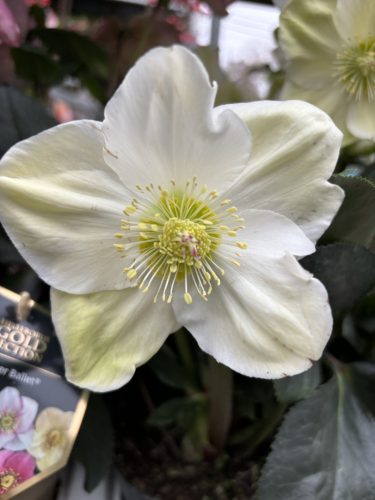 Hunyor - Helleborus HGC Linn