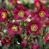 Hunyor - Helleborus HGC Ice N Roses Bennotta