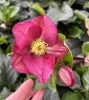 Hunyor - Helleborus HGC Ice N Roses Bennotta