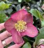 Hunyor - Helleborus HGC Ice N Roses Bennotta