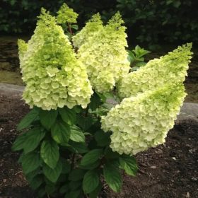   Bugás hortenzia - Hydrangea Paniculata "Magical Kilimanjaro"