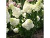 Bugás hortenzia - Hydrangea Paniculata "Magical Kilimanjaro"