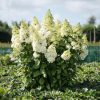 Bugás hortenzia - Hydrangea Paniculata "Magical Kilimanjaro"