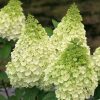 Bugás hortenzia - Hydrangea Paniculata "Magical Kilimanjaro"