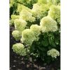 Bugás hortenzia - Hydrangea Paniculata "Magical Kilimanjaro"