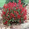 Korallberkenye - Photinia 'Little Red Robin' Cs9