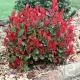 Korallberkenye - Photinia 'Little Red Robin' Cs9