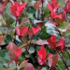 Korallberkenye - Photinia 'Little Red Robin' Cs9