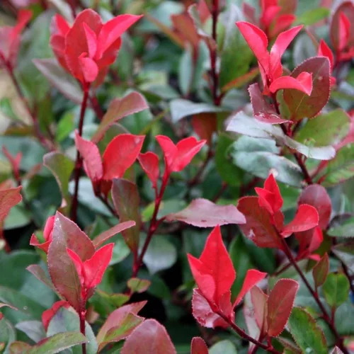 Korallberkenye - Photinia 'Little Red Robin' Cs9