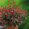 Korallberkenye - Photinia 'Little Red Robin' Cs9