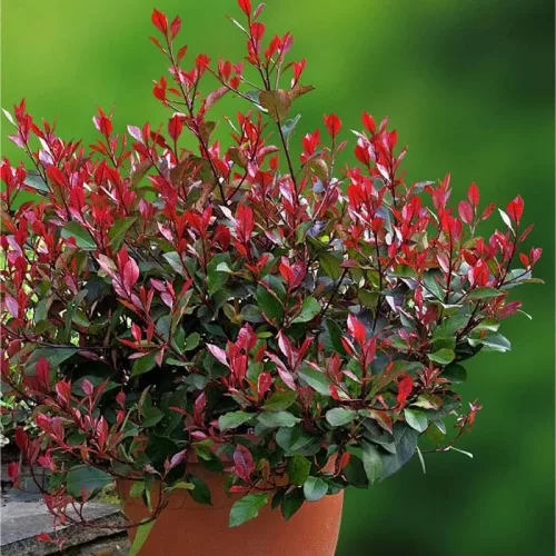 Korallberkenye - Photinia 'Little Red Robin' Cs9