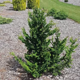   Japán hamisciprus - Chamaecyparis obtusa "Teddy Bear"