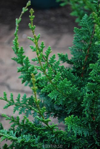 Japán hamisciprus - Chamaecyparis obtusa "Teddy Bear"