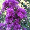 Kínai selyemmírtusz - Lagerstroemia "Powhatan"