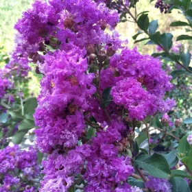 Kínai selyemmírtusz - Lagerstroemia "Powhatan"