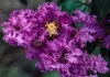 Kínai selyemmírtusz - Lagerstroemia "Powhatan"