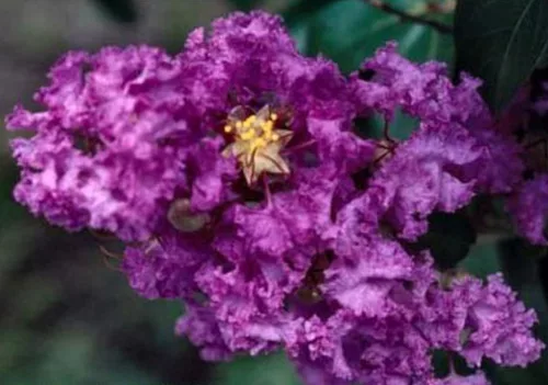Kínai selyemmírtusz - Lagerstroemia "Powhatan"