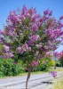 Kínai selyemmírtusz - Lagerstroemia "Powhatan"