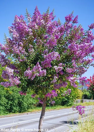 Kínai selyemmírtusz - Lagerstroemia "Powhatan"