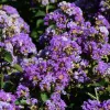 Kínai selyemmírtusz - Lagerstroemia "Powhatan"