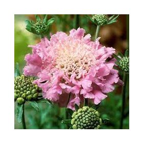 Ördögszem - Scabiosa columbaria 'Pink Mist'