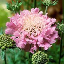 Ördögszem - Scabiosa columbaria 'Pink Mist'