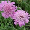 Ördögszem - Scabiosa columbaria 'Pink Mist'