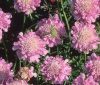 Ördögszem - Scabiosa columbaria 'Pink Mist'