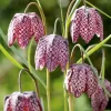 Kockásliliom - Fritillaria meleagris Cs9