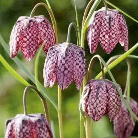 Kockásliliom - Fritillaria meleagris Cs9
