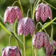 Kockásliliom - Fritillaria meleagris Cs9