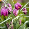 Kockásliliom - Fritillaria meleagris Cs9