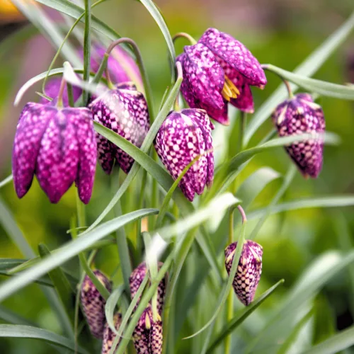 Kockásliliom - Fritillaria meleagris Cs9
