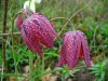 Kockásliliom - Fritillaria meleagris Cs9