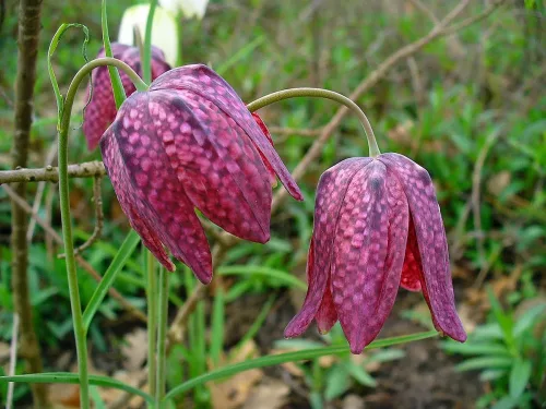 Kockásliliom - Fritillaria meleagris Cs9
