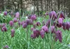 Kockásliliom - Fritillaria meleagris Cs9