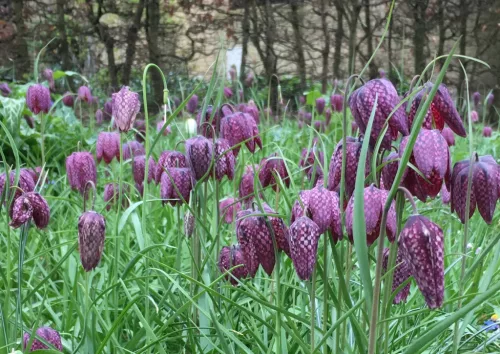 Kockásliliom - Fritillaria meleagris Cs9