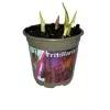 Kockásliliom - Fritillaria meleagris Cs9