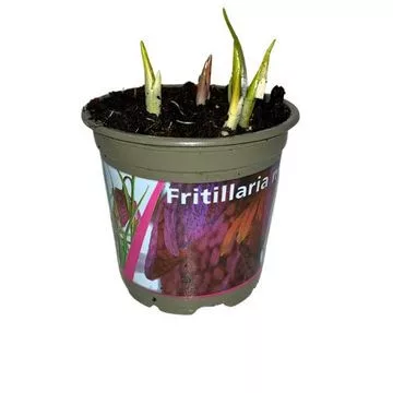 Kockásliliom - Fritillaria meleagris Cs9