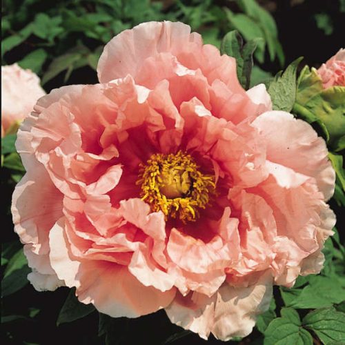 Paeonia suffruticosa-Lazac színű fás szárú bazsarózsa-K4