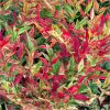 Japán szentfa - Nandina domestica "Red Light"
