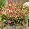 Japán szentfa - Nandina domestica "Red Light"
