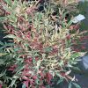 Japán szentfa - Nandina domestica "Red Light"