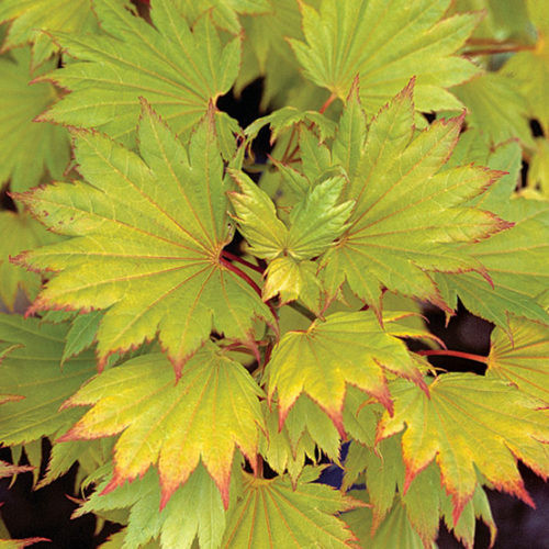 Japán juhar - Acer shirasawanum "Aureum"