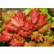 Japán juhar - Acer shirasawanum "Aureum"