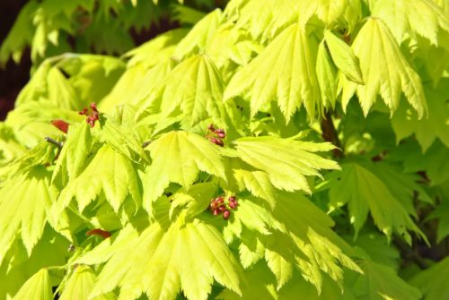 Japán juhar - Acer shirasawanum "Aureum"